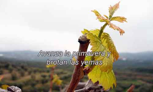 Enominer