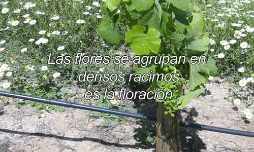 Enominer
