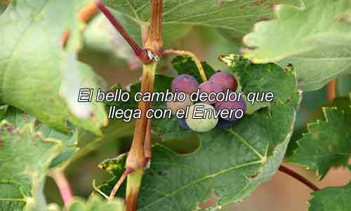 Enominer