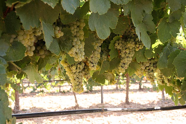 Vendimia uva blanca
