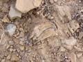 La Discordancia de Villafranqueza. Alicante