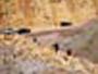 Cañada de Verich. Teruel