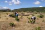 Vendimiando la garnacha por tierras abulenses