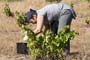 Vendimiando la garnacha por tierras abulenses