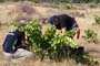 Vendimiando la garnacha por tierras abulenses
