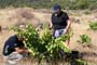 Vendimiando la garnacha por tierras abulenses