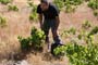 Vendimiando la garnacha por tierras abulenses