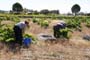 Vendimiando la garnacha por tierras abulenses