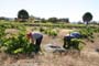 Vendimiando la garnacha por tierras abulenses