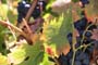 Vendimiando la garnacha por tierras abulenses
