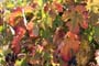 Vendimiando la garnacha por tierras abulenses