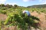 Vendimiando la garnacha por tierras abulenses