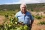 Vendimiando la garnacha por tierras abulenses