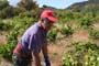 Vendimiando la garnacha por tierras abulenses