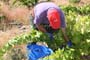 Vendimiando la garnacha por tierras abulenses