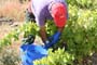 Vendimiando la garnacha por tierras abulenses