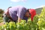 Vendimiando la garnacha por tierras abulenses