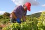 Vendimiando la garnacha por tierras abulenses