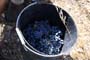 Vendimiando la garnacha por tierras abulenses