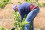 Vendimiando la garnacha por tierras abulenses