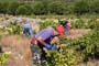 Vendimiando la garnacha por tierras abulenses