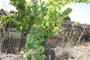 Vendimiando la garnacha por tierras abulenses
