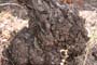 Vendimiando la garnacha por tierras abulenses