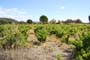 Vendimiando la garnacha por tierras abulenses