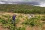 Vendimiando la garnacha por tierras abulenses