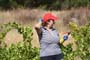 Vendimiando la garnacha por tierras abulenses