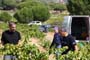 Vendimiando la garnacha por tierras abulenses
