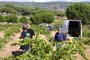 Vendimiando la garnacha por tierras abulenses