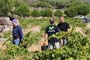 Vendimiando la garnacha por tierras abulenses