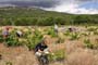 Vendimiando la garnacha por tierras abulenses