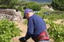 Vendimiando la garnacha por tierras abulenses