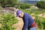 Vendimiando la garnacha por tierras abulenses