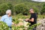 Vendimiando la garnacha por tierras abulenses