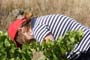 Vendimiando la garnacha por tierras abulenses