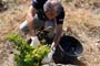 Vendimiando la garnacha por tierras abulenses