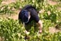 Vendimiando la garnacha por tierras abulenses