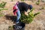 Vendimiando la garnacha por tierras abulenses