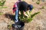 Vendimiando la garnacha por tierras abulenses