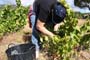 Vendimiando la garnacha por tierras abulenses