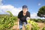 Vendimiando la garnacha por tierras abulenses