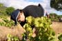 Vendimiando la garnacha por tierras abulenses