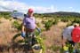 Vendimiando la garnacha por tierras abulenses