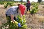 Vendimiando la garnacha por tierras abulenses