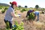 Vendimiando la garnacha por tierras abulenses