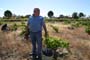 Vendimiando la garnacha por tierras abulenses
