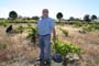 Vendimiando la garnacha por tierras abulenses